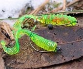 Силиконовые приманки